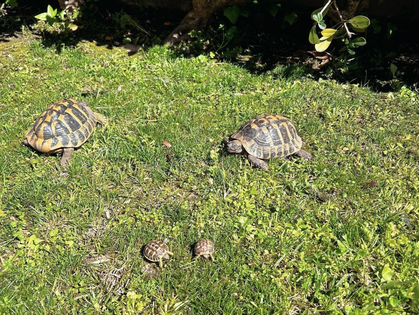 Il Villino Di Monic Pisa Centro Villa Eksteriør bilde